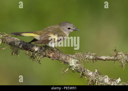 An American Redstart perched during migration. Stock Photo