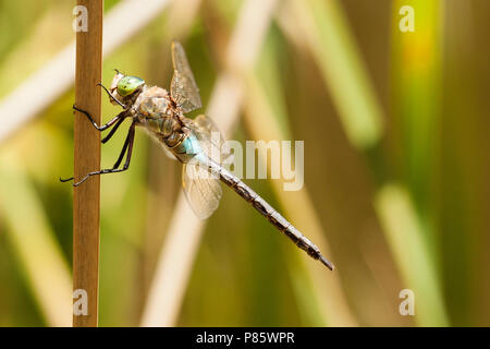 Mannetje Zuidelijke keizerlibel, Male Anax parthenope Stock Photo