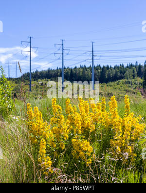 Low angle view of pretty yellow wild flowers with electricty pylons in the background Stock Photo