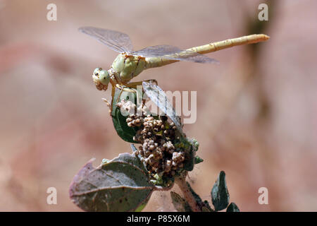 Vrouwtje Anormogomphus kiritshenkoi, female Anormogomphus kiritshenkoi Stock Photo