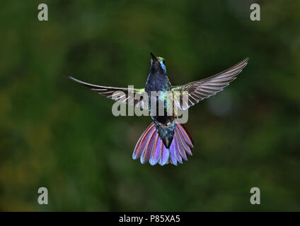 Black-throated Mango (Anthracothorax nigricollis) Stock Photo