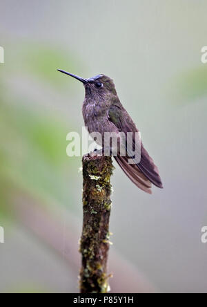 Sombre Hummingbird (Aphantochroa cirrochloris), an endemic species of Hummingbird from Brazil. It occurs in  subtropical or tropical moist lowland for Stock Photo