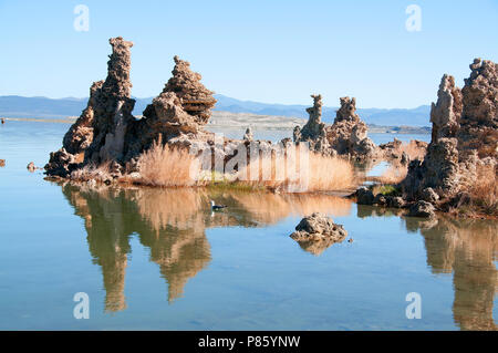 Mono Lake's most distinctive feature are the eerie tufa towers - mineral structures created by freshwater springs bubbling up through alkaline waters. Stock Photo