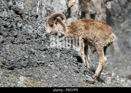 The Argali, or the mountain sheep (species Ovis ammon) is a wild sheep ...