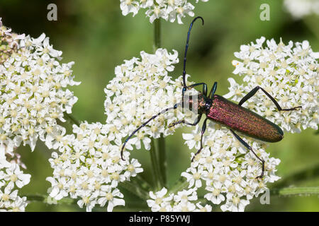 Aromia moschata - Musk Beetle - Moschusbock, Germany, imago, male Stock Photo