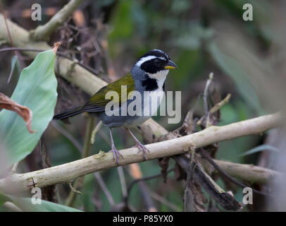 Half-collared Sparrow Stock Photo