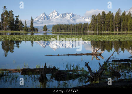 WY02786-00...WYOMING - The Teton Range reflecting in Heron Pond, Grand Teton National Park. Stock Photo