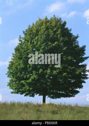 SUGAR MAPLE TREE (ACER SACCHARUM) IN SUMMER / PENNSYLVANIA Stock Photo