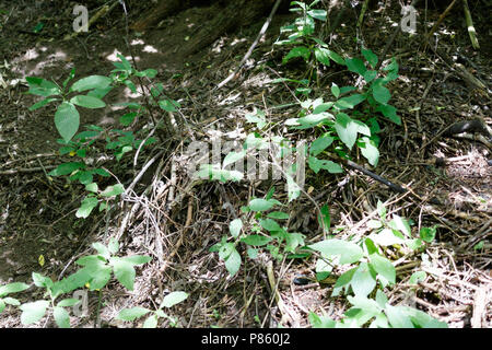 Phylloscopus trochiloides. Nest Habitat of Greenish Warbler. Landscape. Stock Photo