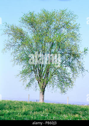 SILVER MAPLE TREE ON MISTY HILLSIDE IN THE SPRING (ACER SACCHARINUM) [FOUR SEASON SERIES] / PENNSYLVANIA Stock Photo