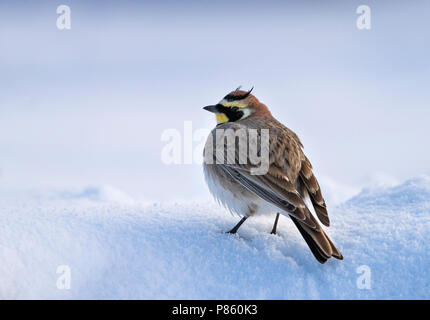 Atlas Horned Lark - Atlas-Ohrenlerche - Eremophila atlas, Morocco Stock ...