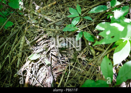 Phylloscopus trochiloides. The nest of the Greenish Warbler in nature. Russia, the Ryazan region (Ryazanskaya oblast), the Pronsky District, Denisovo. Stock Photo