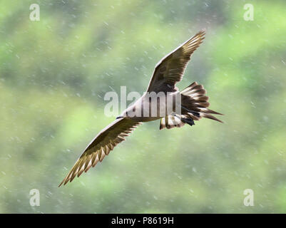 Arctic Skua in flight Stock Photo