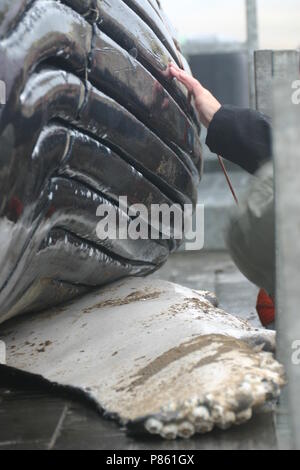 Aangespoelde Bultrug; Humpback Whale washed ashore Stock Photo