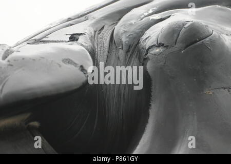 Aangespoelde Bultrug; Humpback Whale washed ashore Stock Photo