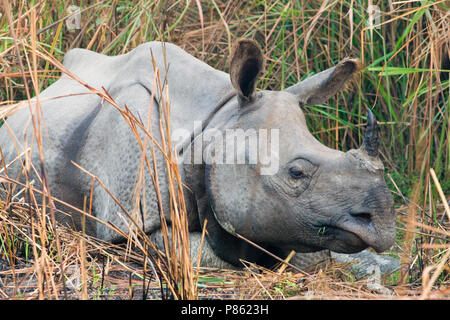 Indische Neushoorn; Indian Rhinoceros Stock Photo