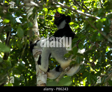 Indri in boom; Indri in tree Stock Photo