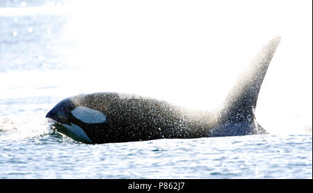 Orka, Killer whale, Orcinus orca Stock Photo