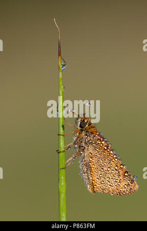 Rode vuurvlinder, Purple-edged Copper, Lycaena hippothoe Stock Photo