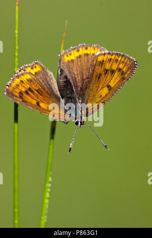 Rode Vuurvlinder in de vegetatie, Purple-edged Copper in the vegetation Stock Photo