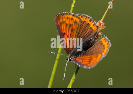 Rode Vuurvlinder in de vegetatie, Purple-edged Copper in the vegetation Stock Photo