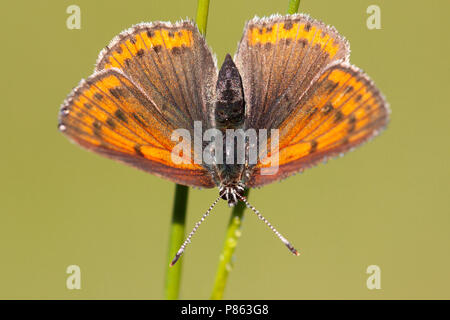 Rode Vuurvlinder in de vegetatie, Purple-edged Copper in the vegetation Stock Photo