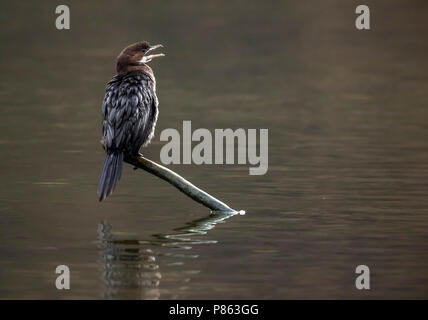1st winter Pygmy Cormorant sitting on a branch over the Val Duchesse lake in Auderghem, Brussels. January 21, 2018. Stock Photo