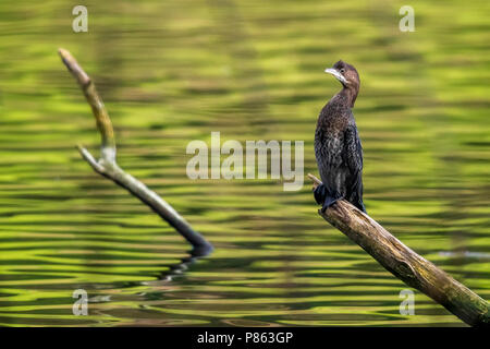 1st winter Pygmy Cormorant sitting on a branch over the Val Duchesse lake in Auderghem, Brussels. January 22, 2018. Stock Photo