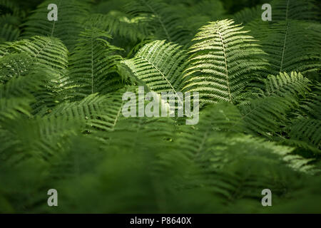 Fern fronds and leaves. Stock Photo