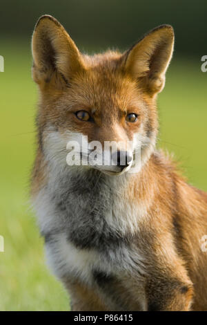 Vos zittend Nederland, Red Fox sitting Netherlands Stock Photo