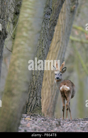 Reebok staand in bos; Roe Deer buck standing in forest Stock Photo