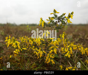 Bloeiende Stekelbrem, Flowering Petty Whin Stock Photo