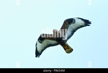 Steppe Buzzard; Buteo buteo vulpinus; dark morph adult in flight Stock Photo