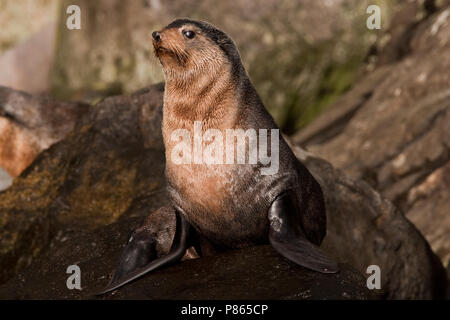 Subantarctische zeebeer op rotsen, Subantarctic Fur seal on rocks Stock Photo