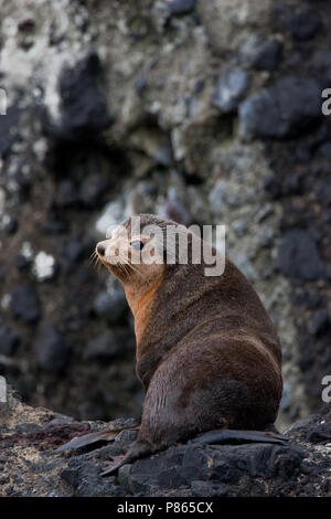 Subantarctische zeebeer op rotsen, Subantarctic Fur seal on rocks Stock Photo