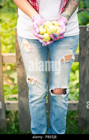Female gardener holding green apples in hands. Stock Photo