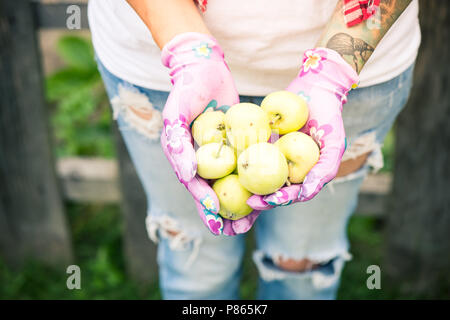 Female gardener holding green apples in hands. Stock Photo