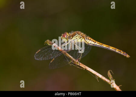 Steenrode heidelibel; Vagrant Darter Stock Photo