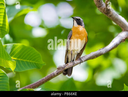 Adult male White-throated Robin perched on a tree in east Turkey. May 22, 2010. Stock Photo