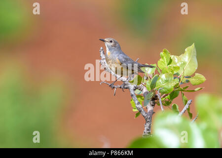 Adult female White-throated Robin perched on a tree in east Turkey. May 22, 2010. Stock Photo