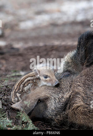 Pas geboren Wild Zwijn; Baby Wild Boar Stock Photo