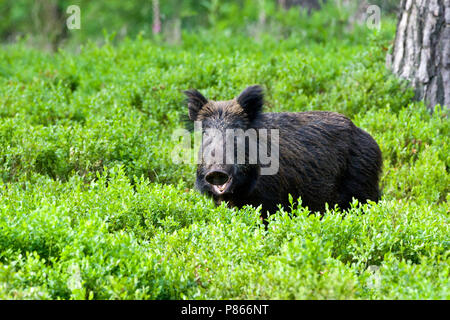 Wild zwijn etend; Wild boar eating Stock Photo