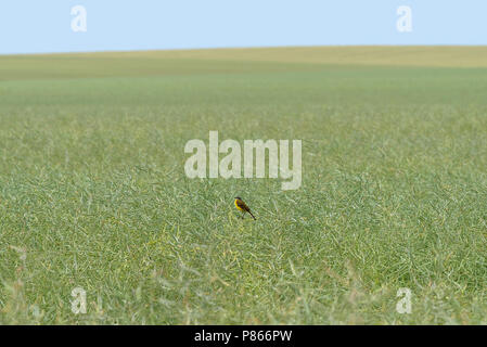 Black headed wagtail on field Stock Photo