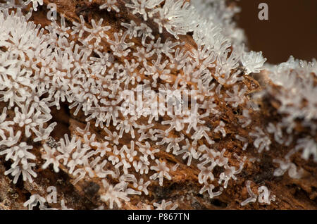 Gewoon ijsvingertje; Coral slime mold; Stock Photo