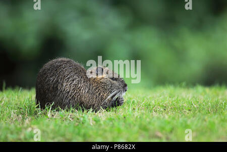 Beverrat gras etend; A Coypu is eating grasses on the banks of a small river Stock Photo