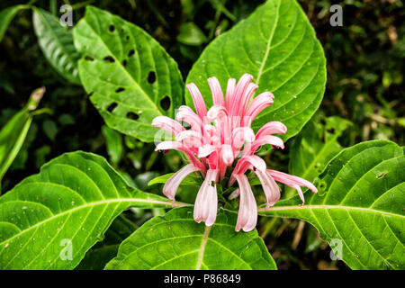 Justícia (Justicia carnea). Florianópolis, Santa Catarina, Brasil. /  Brazilian plume flower (Justicia carnea). Florianópolis, Santa Catarina, Brazil. Stock Photo