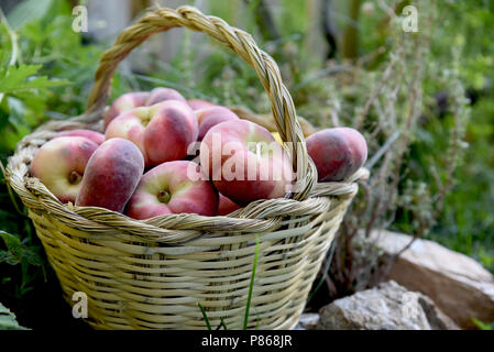 saturn peaches in a basket on the grass Stock Photo