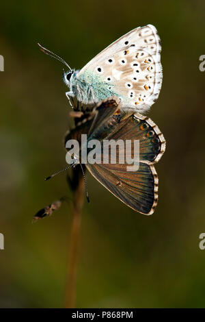 Bleek blauwtje / Chalk-hill Blue (Polyommatus coridon) Stock Photo