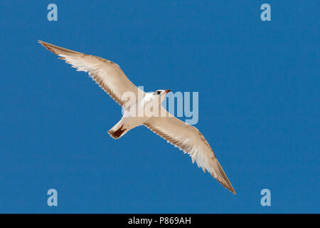 First-summer Mediterranean Gull (Larus melanocephalus) in flight against blue sky. Stock Photo