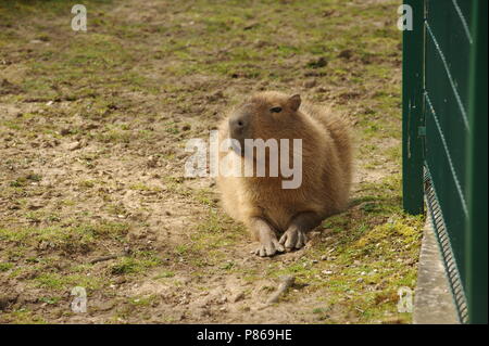 Capybaraת , Blackpool Zoo, UK Stock Photo